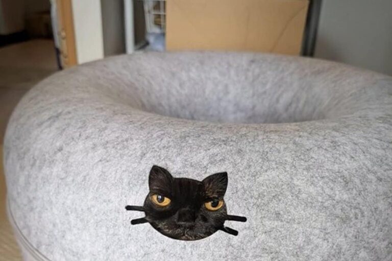 自宅にある「クッション」から猫の視線を感じる…　「まさかの奇跡」に思わず二度見 | LIMO | くらしとお金の経済メディア