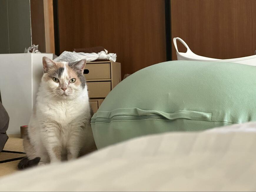 投稿の画像