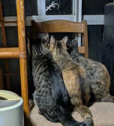 投稿の画像