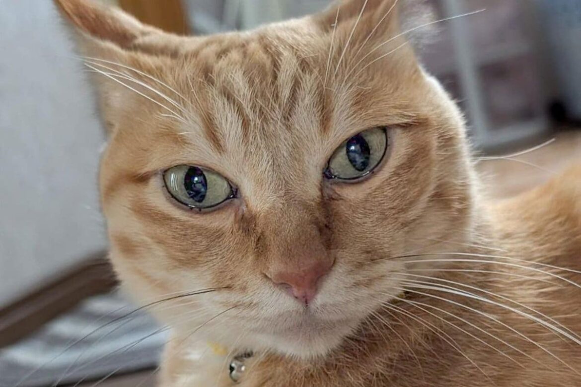 美形の猫の表情が豹変 「思わず二度見してしまう姿」が話題に | LIMO | くらしとお金の経済メディア 美形の猫の表情が豹変 「思わず二度見してしまう姿」が話題に | LIMO | くらしとお金の経済メディア