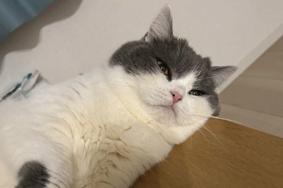 【怪獣現る？】普段は癒し系の猫ちゃん→大迫力な姿に変身　怖かわいい顔に釘付けになってしまう | LIMO | くらしとお金の経済メディア