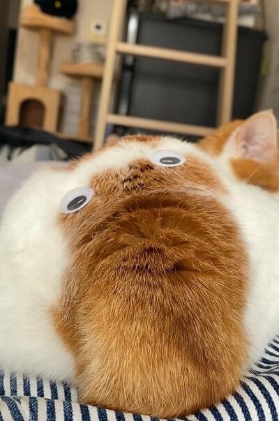 投稿の画像