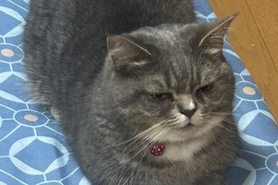 悪さをして「飼い主に連行された」猫さん　あまりにも不本意そうな顔に「絵本に出てきそう」 | LIMO | くらしとお金の経済メディア