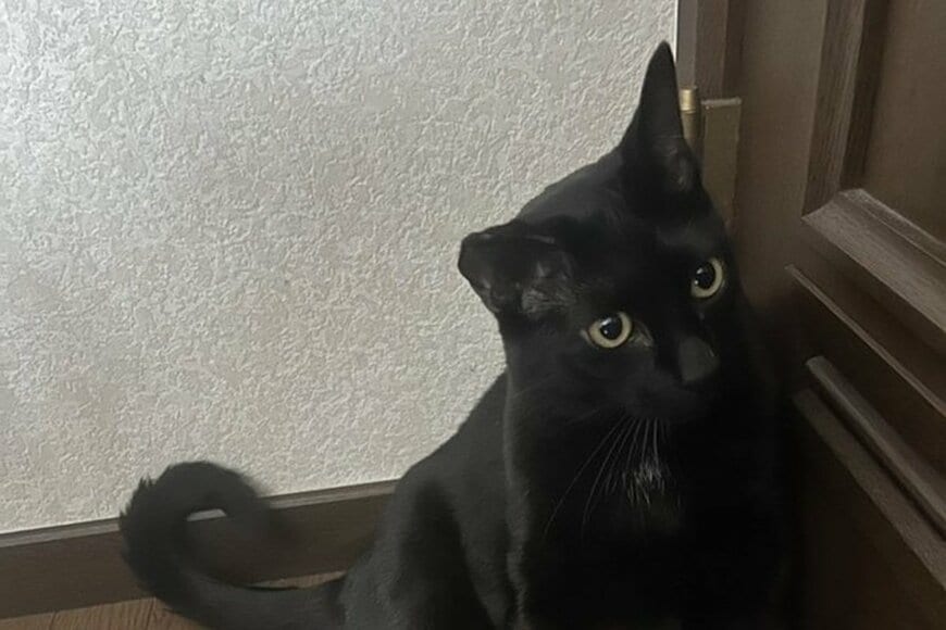 普段はかわいい黒猫→抱っこ中に見せたオラついた姿に思わず目を疑う