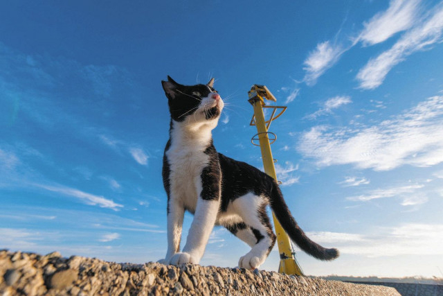 気高き地域猫の姿 最優秀　保護動物写真コン 羽咋の芝田さん