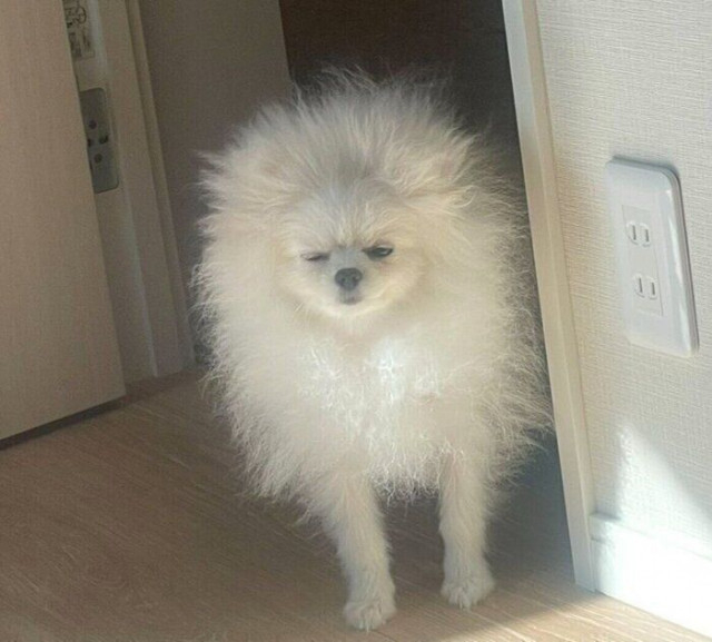 眠そうな顔で飼い主を起こしにきたポメラニアンの子犬 「毛も可愛さも爆発」した姿に15万「いいね」の大反響!