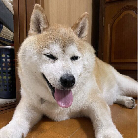 暑い季節に増える皮膚病の主な原因 特に注意したい部位や犬種とは