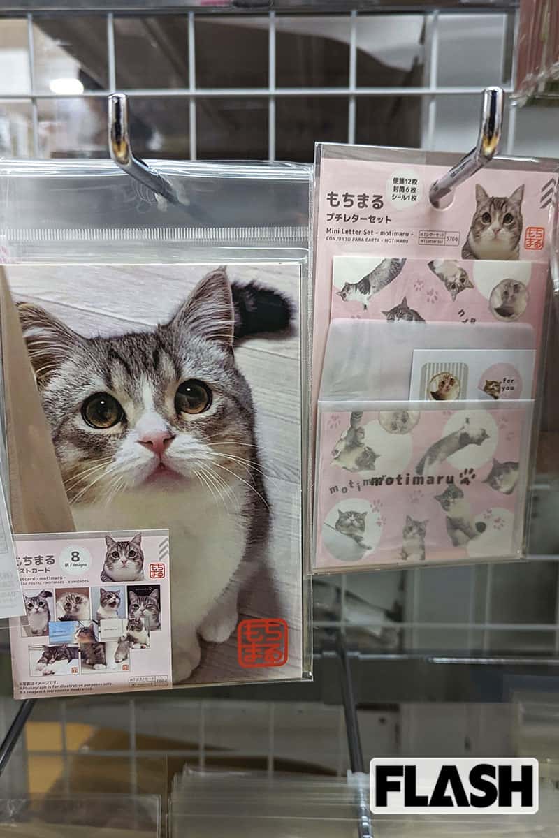 もちまる日記「活動セーブ」宣言も“保護猫動画”連発で視聴者困惑…4月にもあった「救急搬送」トラブルの“混乱”ぶり