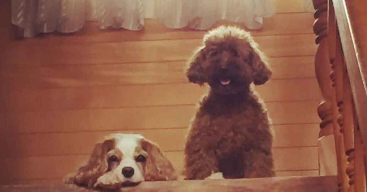 11年一緒に暮らした仲間を失くした犬。その時見せた「異常な行動」とその胸の内（高倉 はるか） | FRaU