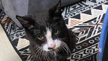 ご協力のお願い 元野良シニア猫に最後の幸せを(髙安 2025/09/14 投稿) – クラウドファンディング READYFOR 支援金のお知らせ