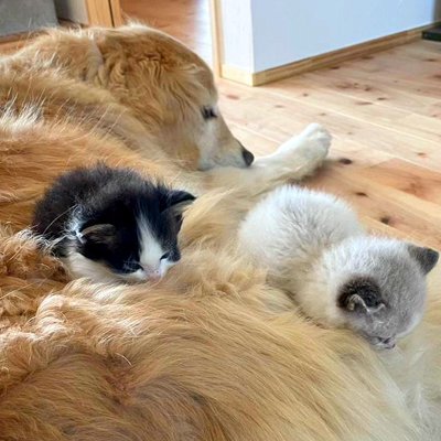 2匹一緒に保護された赤ちゃんネコ→家には大型犬が住んでいて…あまりにも尊い 『心温まる成長記録』に「涙腺にくる」「全部愛おしい」と反響|ニフティニュース ねこちゃんホンポ