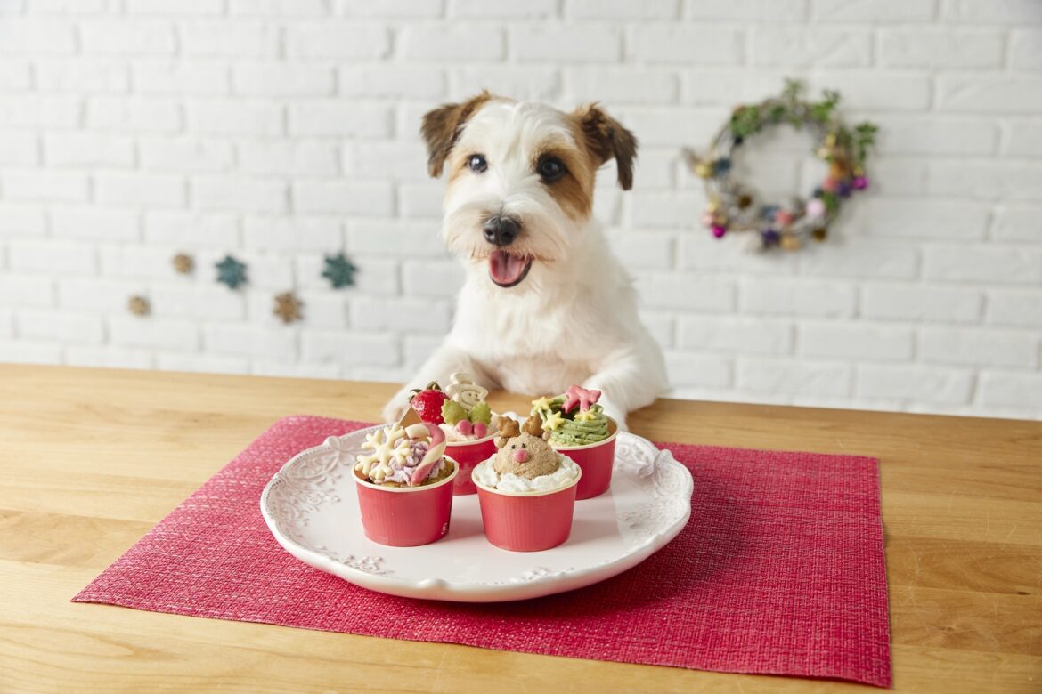 【うちの子とご馳走を食べる年末年始】犬猫専用クリスマスケーキや特製豪華おせち予約開始 | NEWSCAST 【うちの子とご馳走を食べる年末年始】犬猫専用クリスマスケーキや特製豪華おせち予約開始 | NEWSCAST