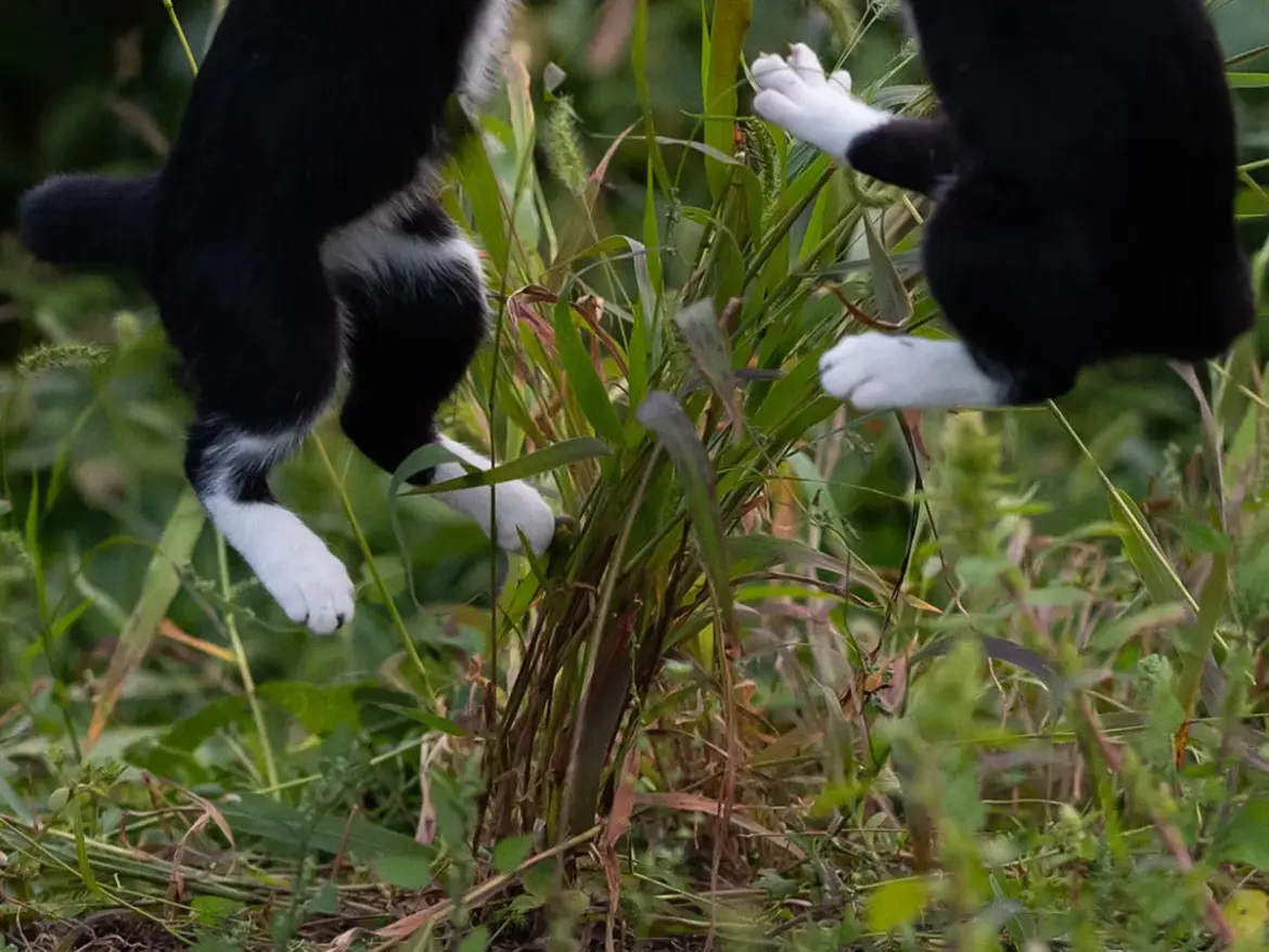 ジャンプする2匹の猫の写真