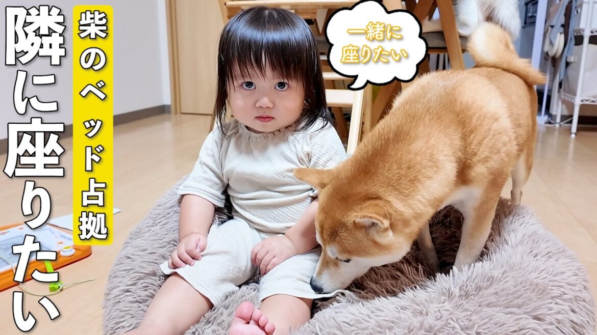 大好きな柴犬の隣に座りたくてベッドを占領する2歳娘がこちらです笑