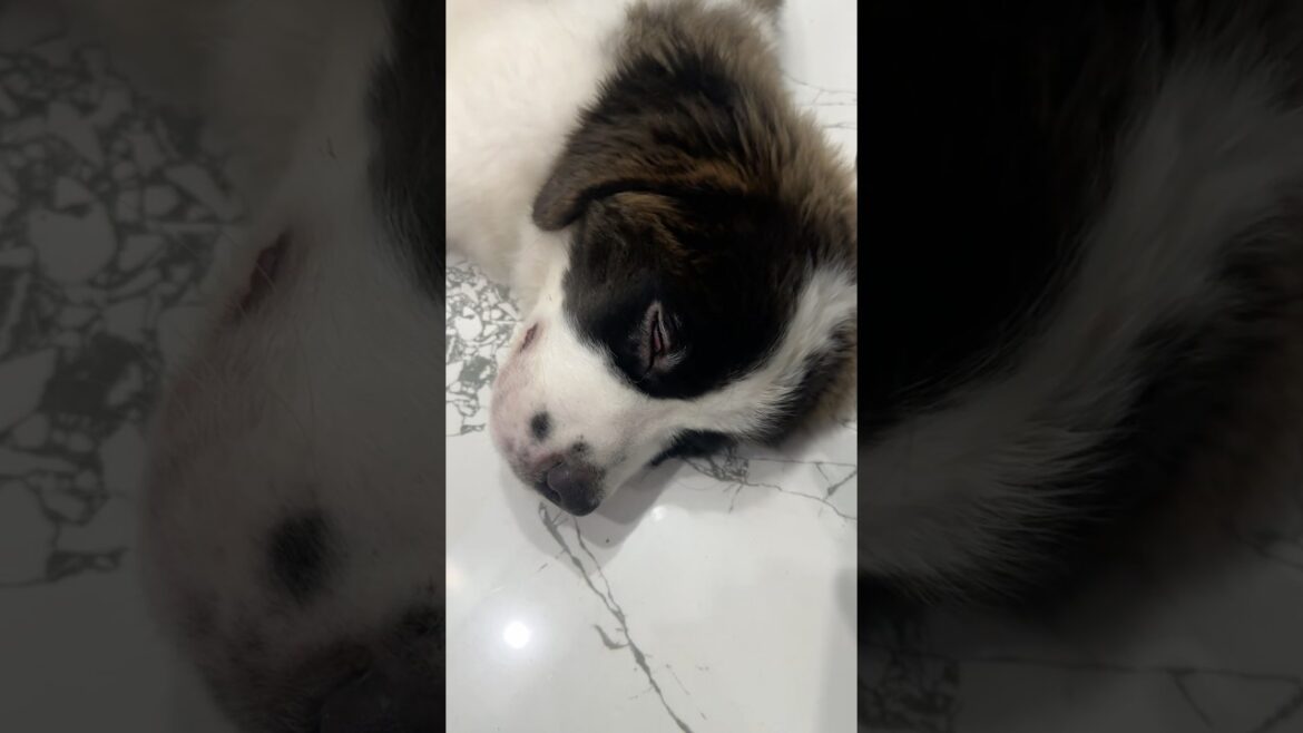 What Happened to My Puppy?! 😢 | Saint Bernard Naina’s Scary Day