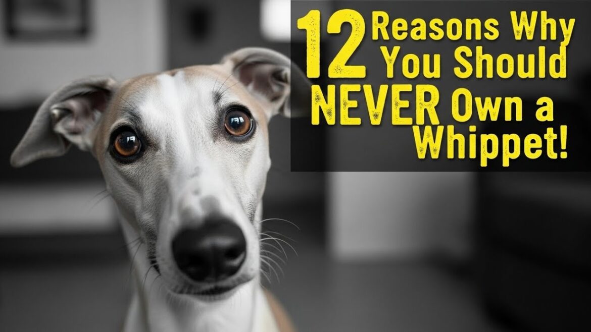 12 Reasons Why You Should NEVER Own a Whippet! ๐ถโ (The Shocking Truth) 12 Reasons Why You Should NEVER Own a Whippet! ๐ถโ (The Shocking Truth)