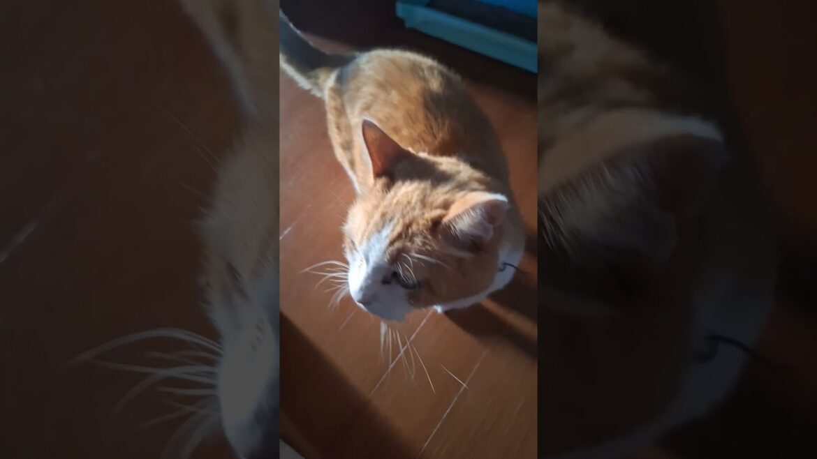 猫パンチのリキにご挨拶🐈 #グレートピレニーズ #超大型犬 #レン #レンと遊ぼう #Shorts