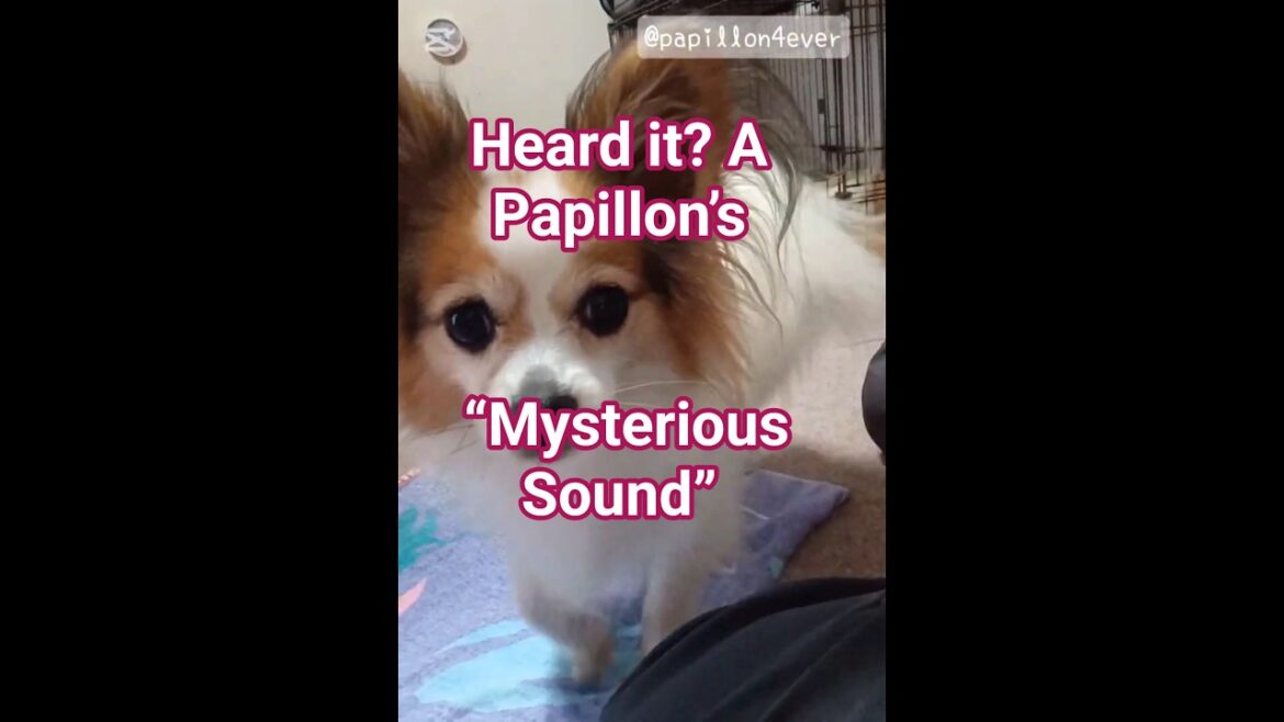 Papillon Stares at the Camera! What Does the Subtle Growl Mean? #adorable #cute #dogshorts