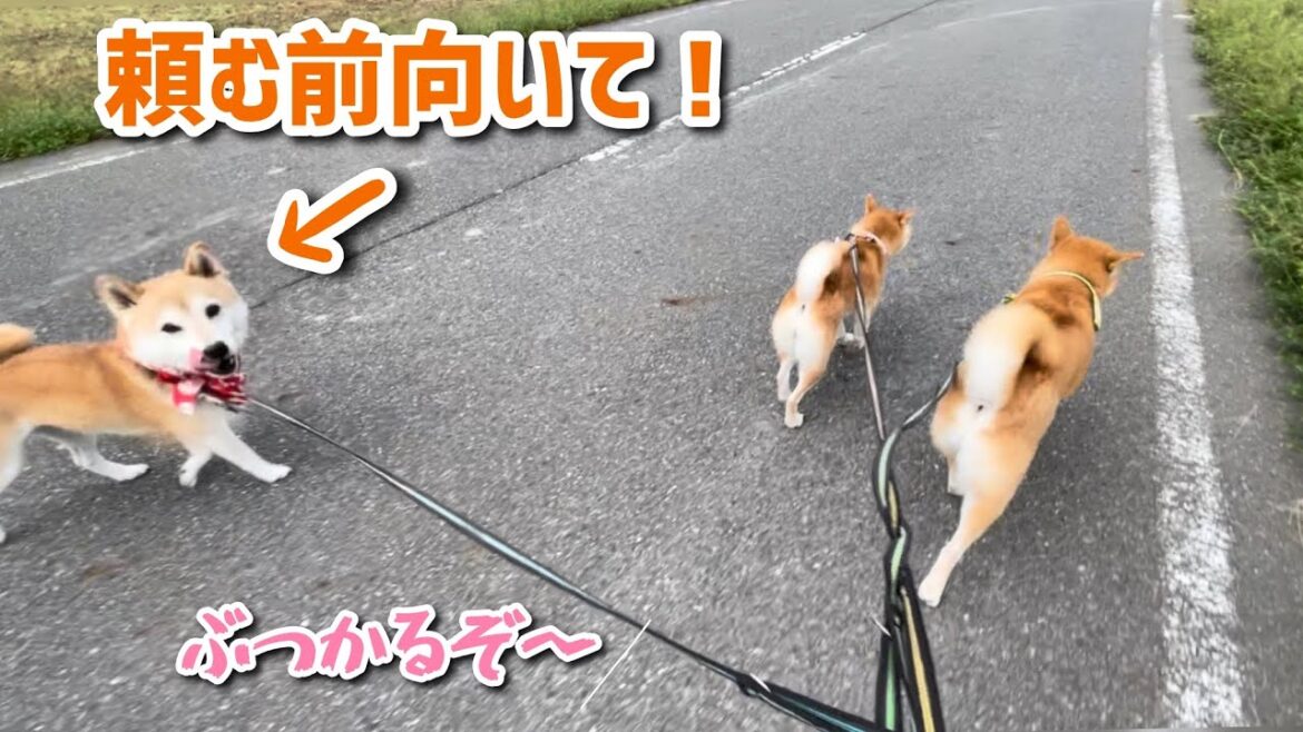 お散歩中のオヤツが楽しみ過ぎて柴犬たちがずっとコレ(笑)