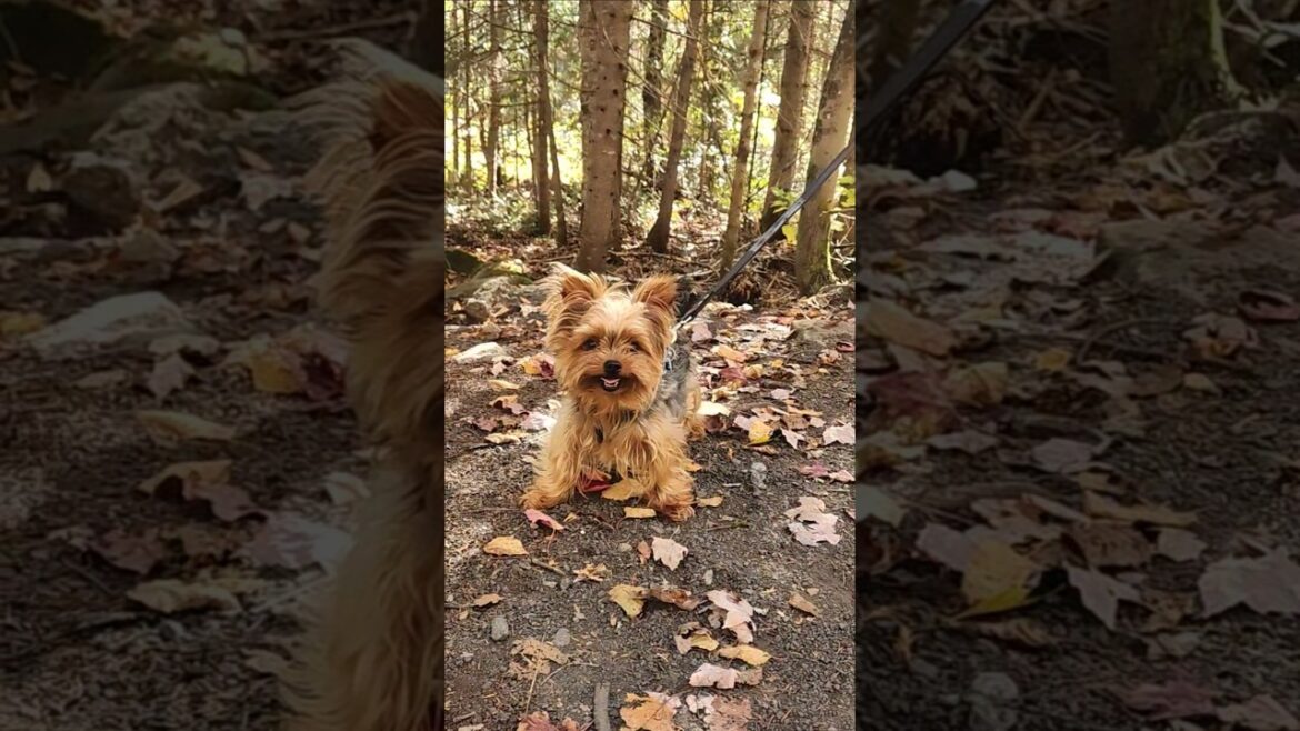 紅葉の中のヨークシャーテリア🍁🐾 | 公園で過ごす心地よい秋の雰囲気🍂