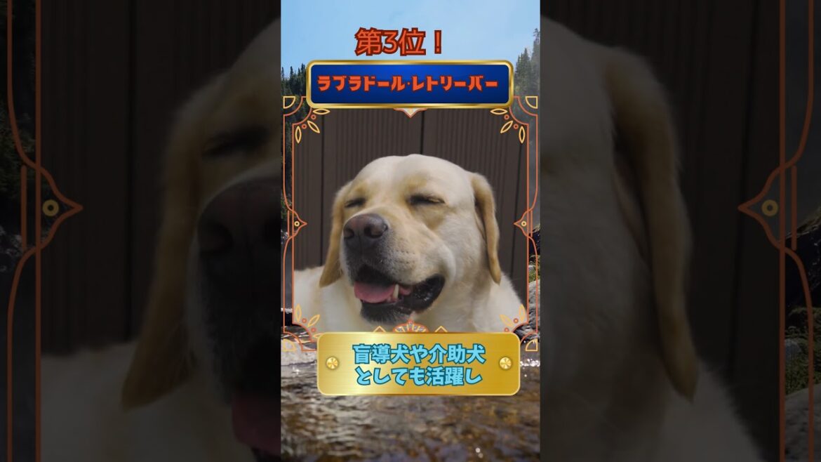 子守り上手な大型犬犬種ランキングTOP5