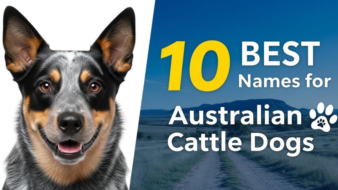 オーストラリアン・キャトル・ドッグのためのベストな名前 10 選 🐶🤠 (あなたの忠実なヒーラーにぴったり!)