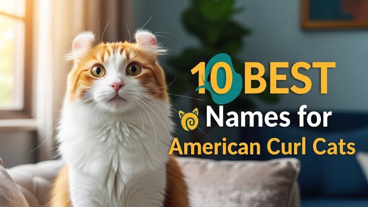 アメリカンカールの猫にピッタリの名前10選🐱✨(あなたの個性的な猫にぴったりの名前!) アメリカンカールの猫にピッタリの名前10選🐱✨(あなたの個性的な猫にぴったりの名前!)