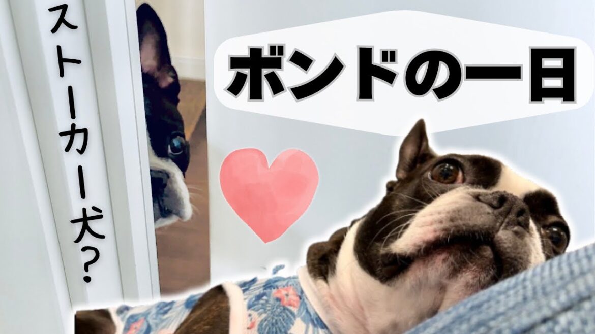 ストーカー犬に密着！ボストンテリア・ボンドの1日ルーティン【犬のいる暮らし】