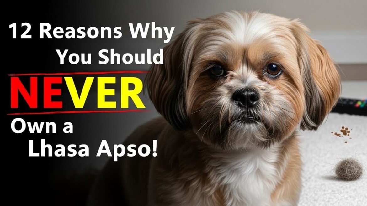 ラサ・アプソを飼ってはいけない12の理由！🐶❌（衝撃の真実）
