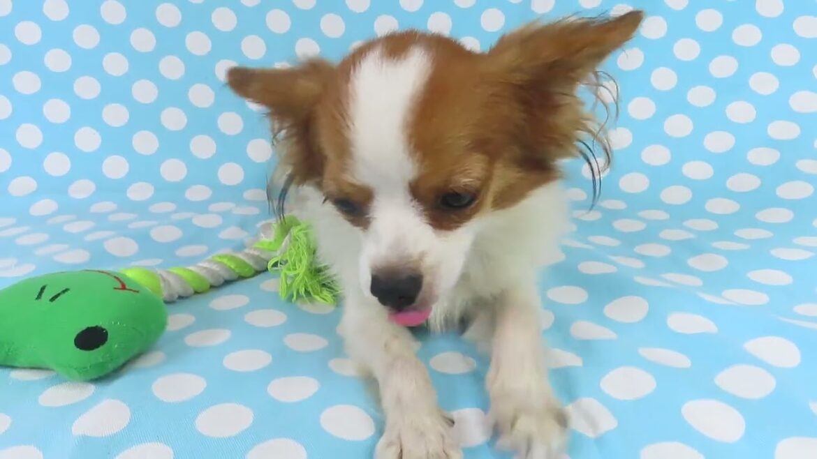 0930パピヨン子犬どんぐり