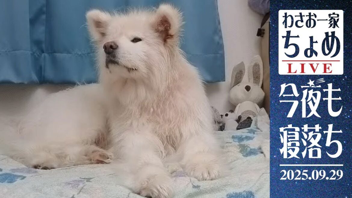 お風呂に入ると狩猟本能が刺激されるの？ 09/29 わさお一家 ちょめ  長毛秋田犬 おやすみ配信  #wasao_official