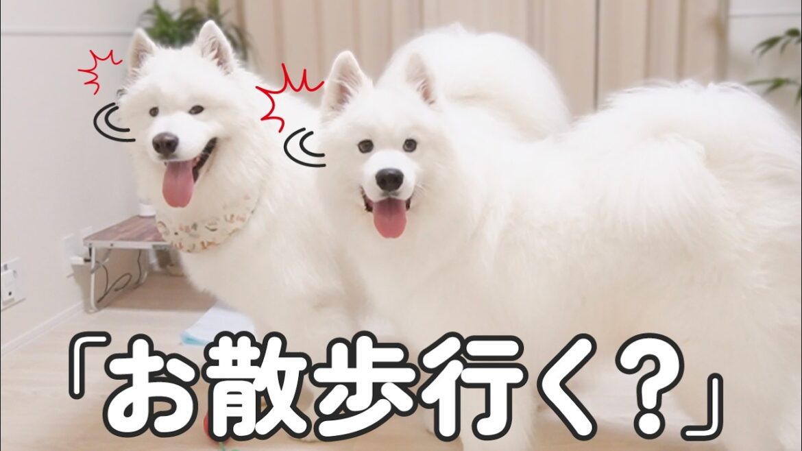 全然言うことを聞かない犬たちに「お散歩行く？」と言った瞬間こうなりました…