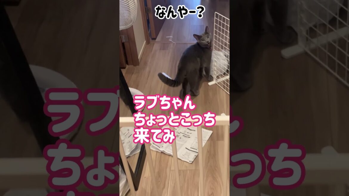 ロシブル💗ラブちゃん・スチールゲート  #ねこ  #ラブちゃん  #ロシアンブルー