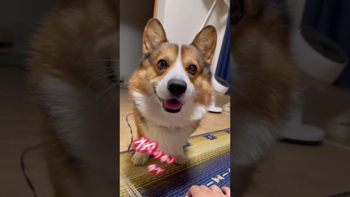 【コーギー】飼い主をもてあそぶ犬 #コーギー #corgi #shorts