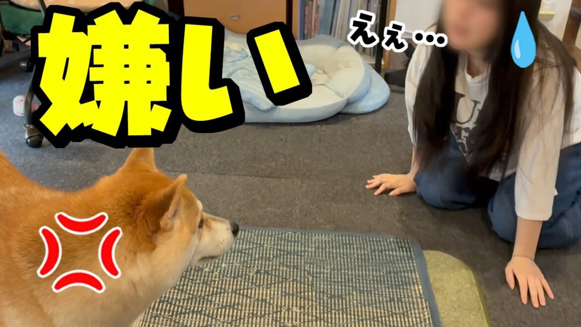 娘がイメチェンしたら柴犬姉妹に嫌われました…