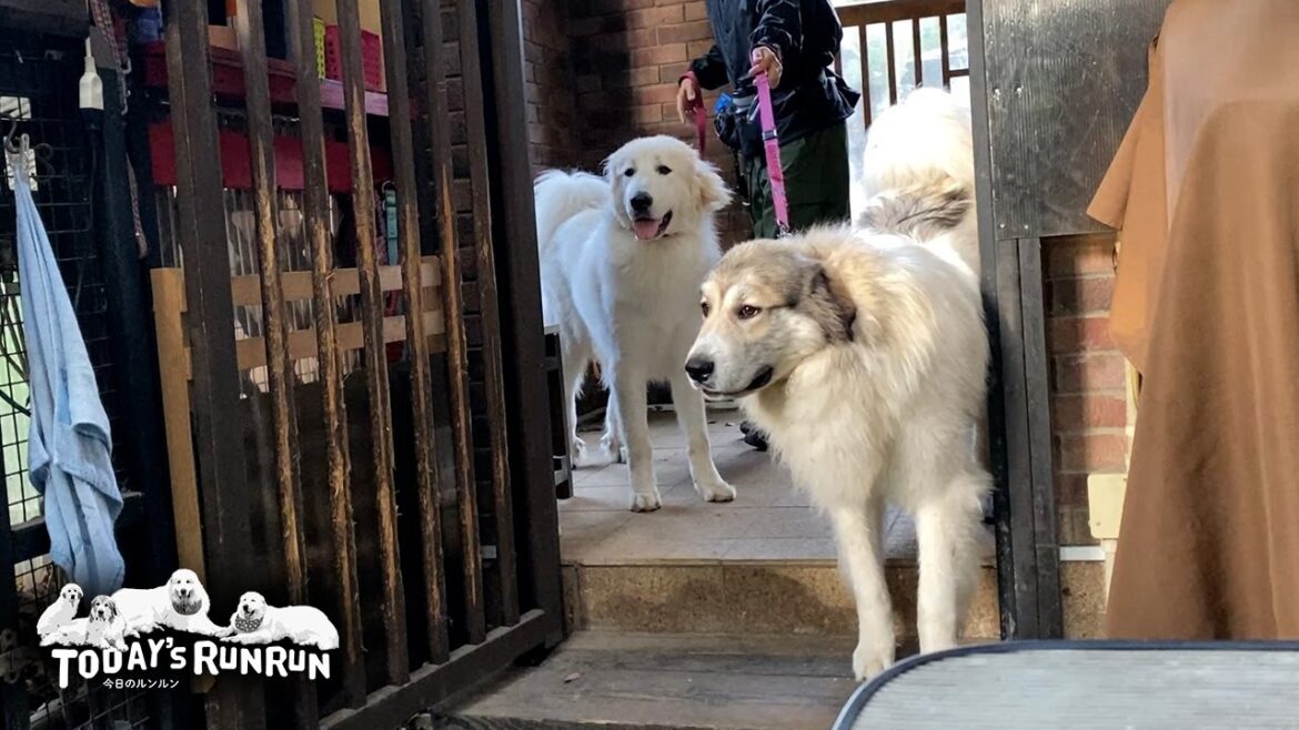 アランがなかなか出発しないので...ソワソワ待っているベルとリリーです　Great Pyrenees　グレートピレニーズ