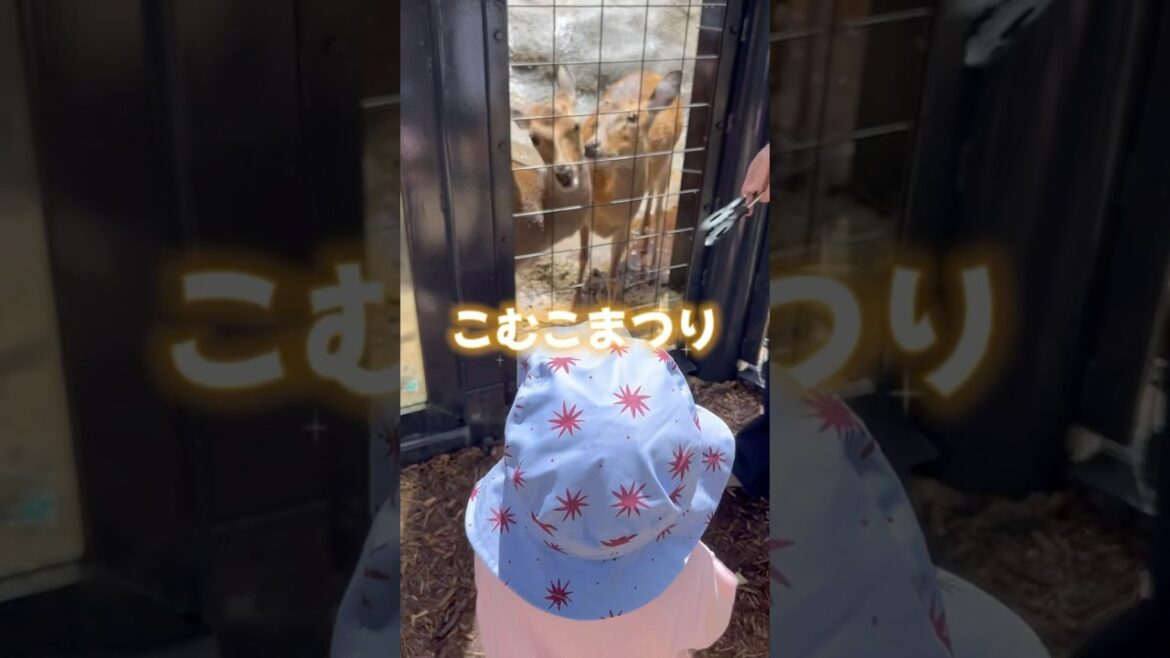 鹿にエサをあげる2歳児👶🦌✨ 【こむこまつり】 #shorts
