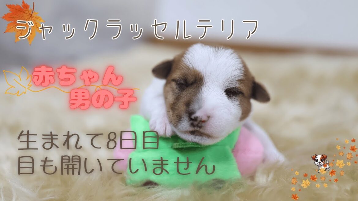 ジャックラッセルテリアブリーダー滋賀県米原市｜８日目