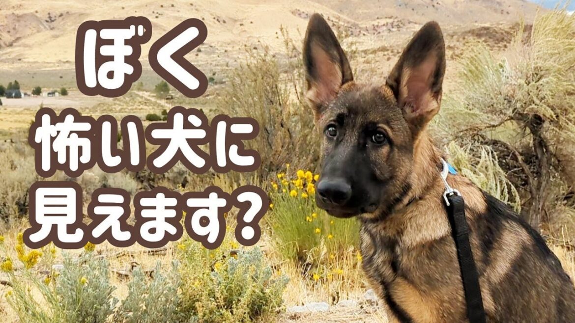 【ジャーマンシェパード】訓練系って、やっぱり警戒されるのかな😅