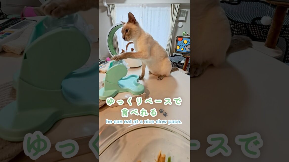 【でるでる自飯器】癒しのごはん時間🐱💕猫と一緒の幸せタイム💖【トンキニーズ】Deru Deru Self-Feeder|Relaxing Mealtime #でるでる自飯器 #猫 #トンキニーズ 【でるでる自飯器】癒しのごはん時間🐱💕猫と一緒の幸せタイム💖【トンキニーズ】Deru Deru Self-Feeder|Relaxing Mealtime #でるでる自飯器 #猫 #トンキニーズ