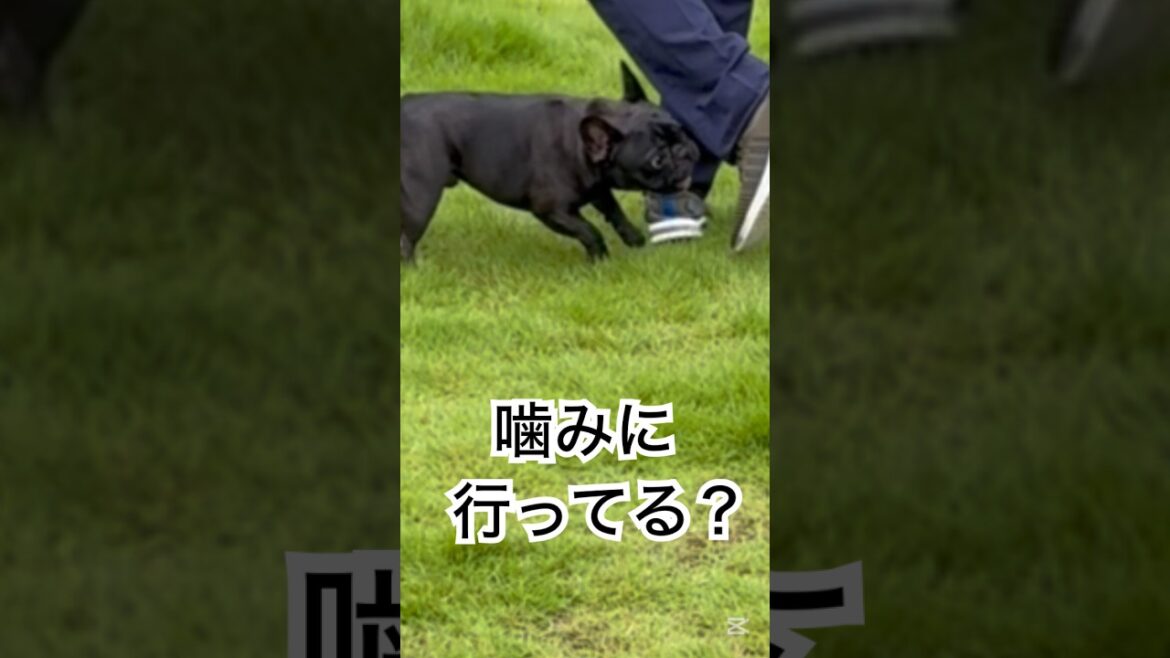【グランピング】ドッグランで大はしゃぎするフレンチブルドッグ🐶#frenchie #frenchbulldog #frenchbulldoglife #shorts