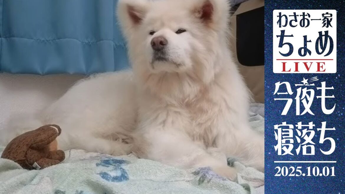 わさお大賞のお話をちょいとばかし！ 10/01 わさお一家 ちょめ  長毛秋田犬 おやすみ配信  #wasao_official
