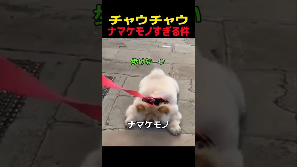 チャウチャウ ナマケモノすぎる件　#チャウチャウ #笑える #癒し #犬のいる生活 #犬のいる暮らし #犬好きさんと繋がりたい #元気になる動画