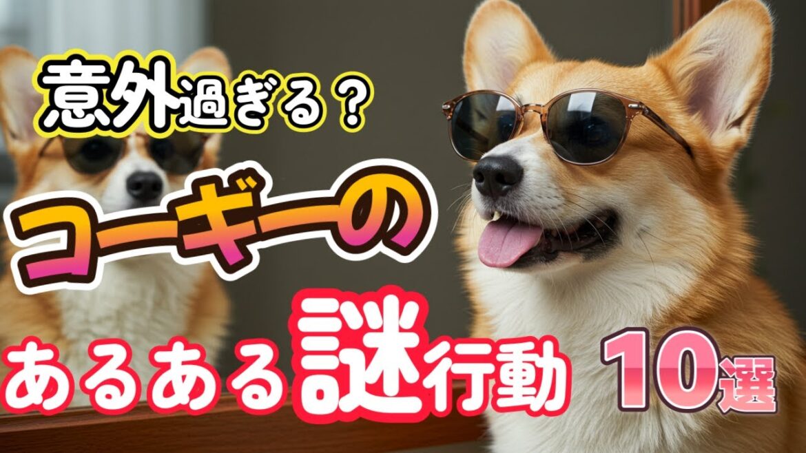 意外すぎる!?コーギーが見せる謎の行動10選 意外すぎる!?コーギーが見せる謎の行動10選
