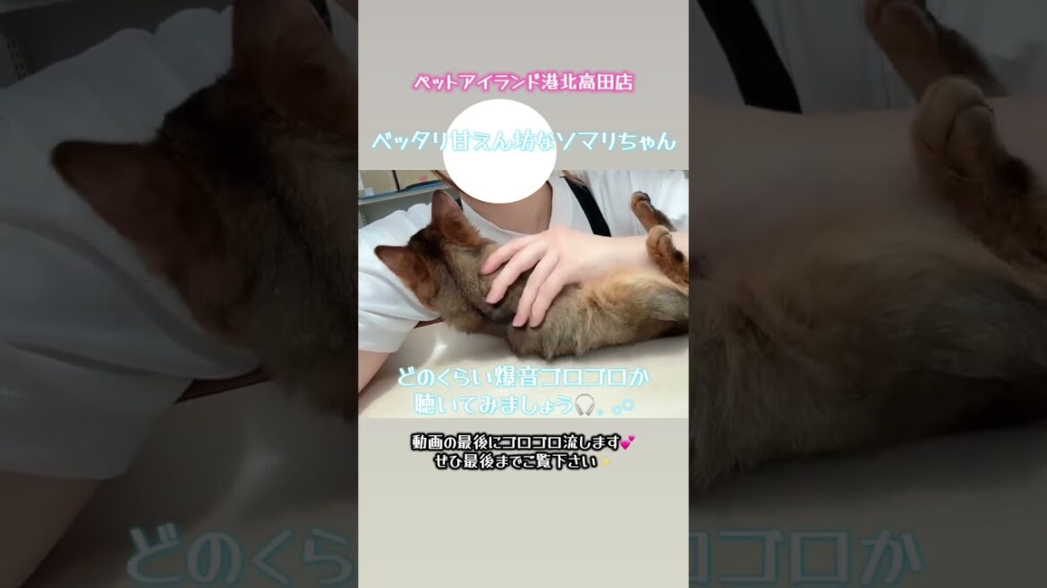 あまりにも甘えんぼうさんのソマリたん😻【横浜ペットショップ ベルドック】#shorts #猫動画 #猫のいる暮らし #ソマリ