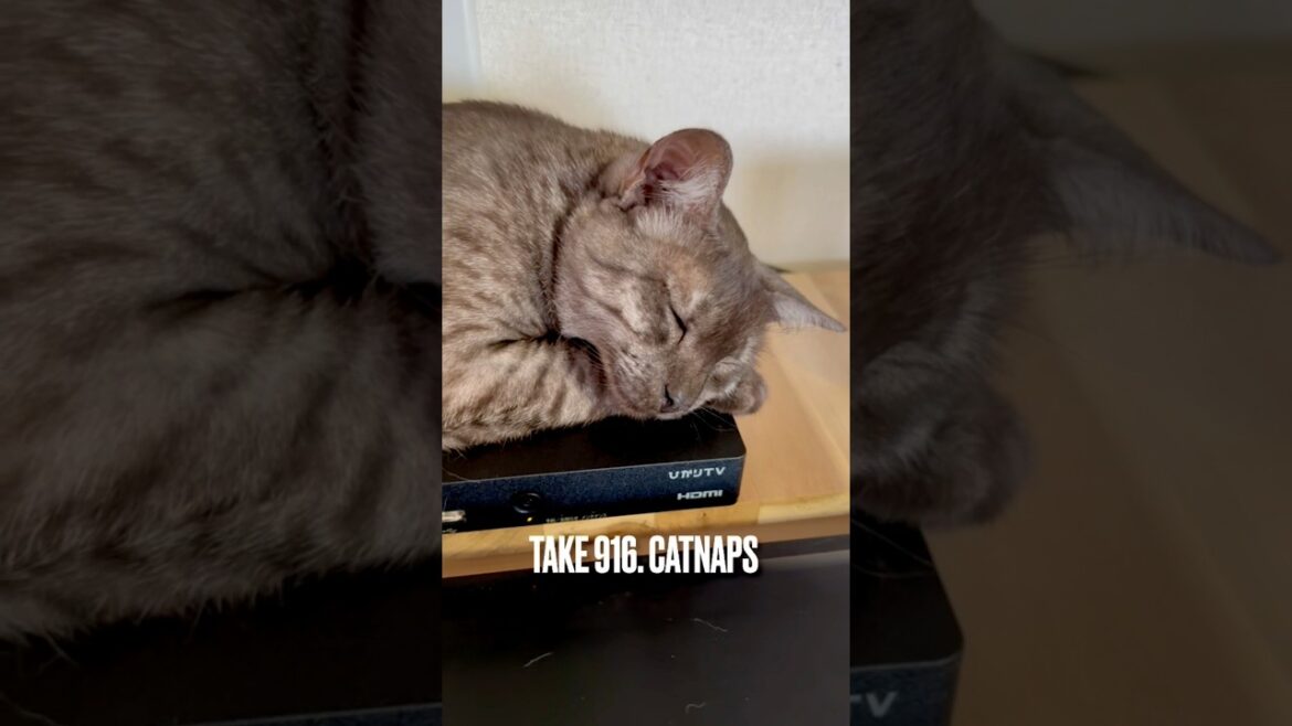 #うたた寝 #catnaps #眠り猫 #ねむりねこ #ひかりtv #egyptianmaucat #エジプシャンマウ #エジプシャンマウスモーク #エジプシャンマウの仲間たち #shorts