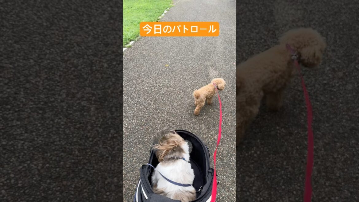 【Morning Dog Walk】舞鶴山の天童公園で早朝パトロール！地上トイプードル・チョコとシーズー・レオン君、最後に世界中が癒される可愛い瞬間が待つ#シーズー #トイプードル #Shorts