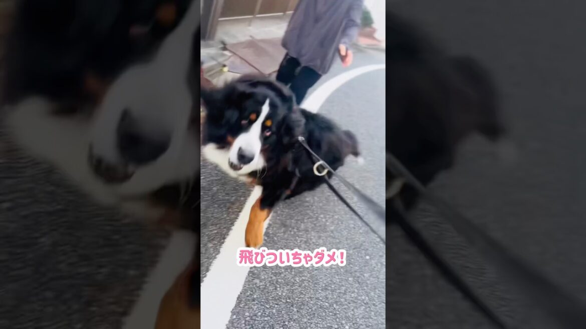 大好きな人に会えて大ジャンプ‼️喜び全開バーニーズ🐾