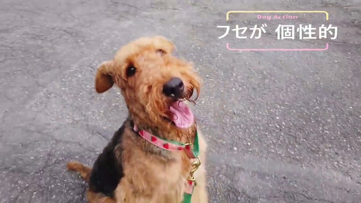 フセが個性的なエアデールテリア