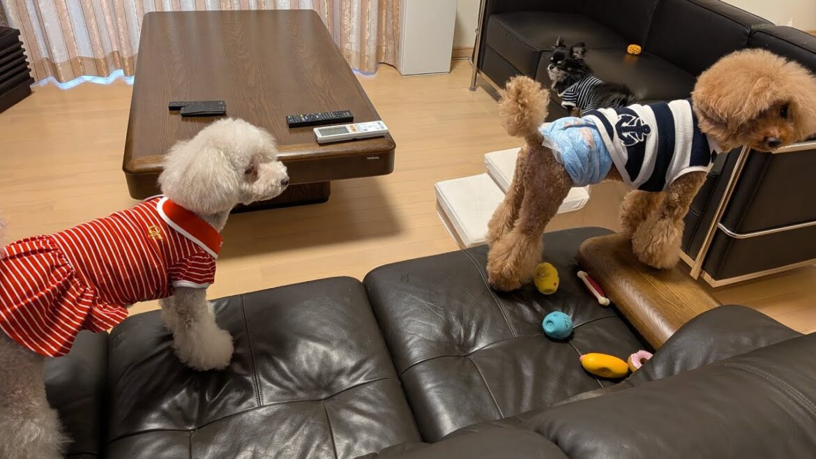 【44秒に】トイプードル【吠える】Toy poodle barking